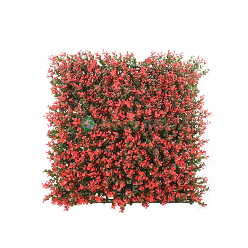 紅色5層金錢(qián)草